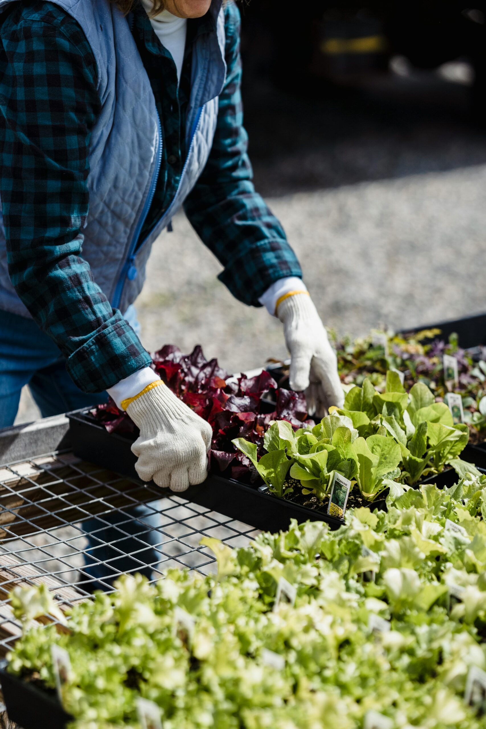 potager bac en métal