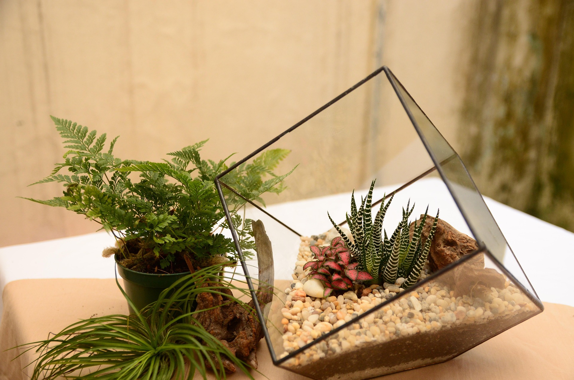 terrarium tropicaux