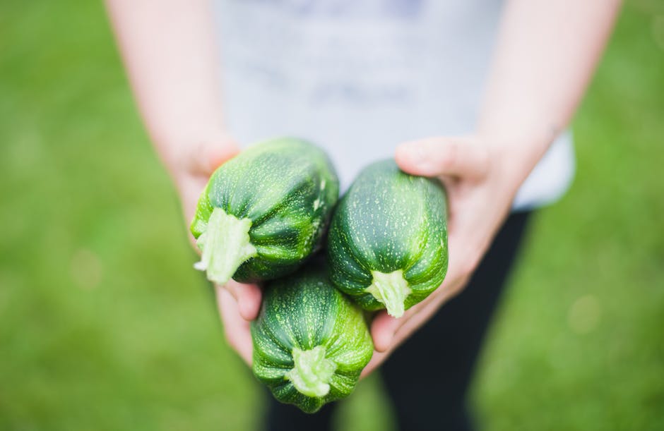 culture courgette