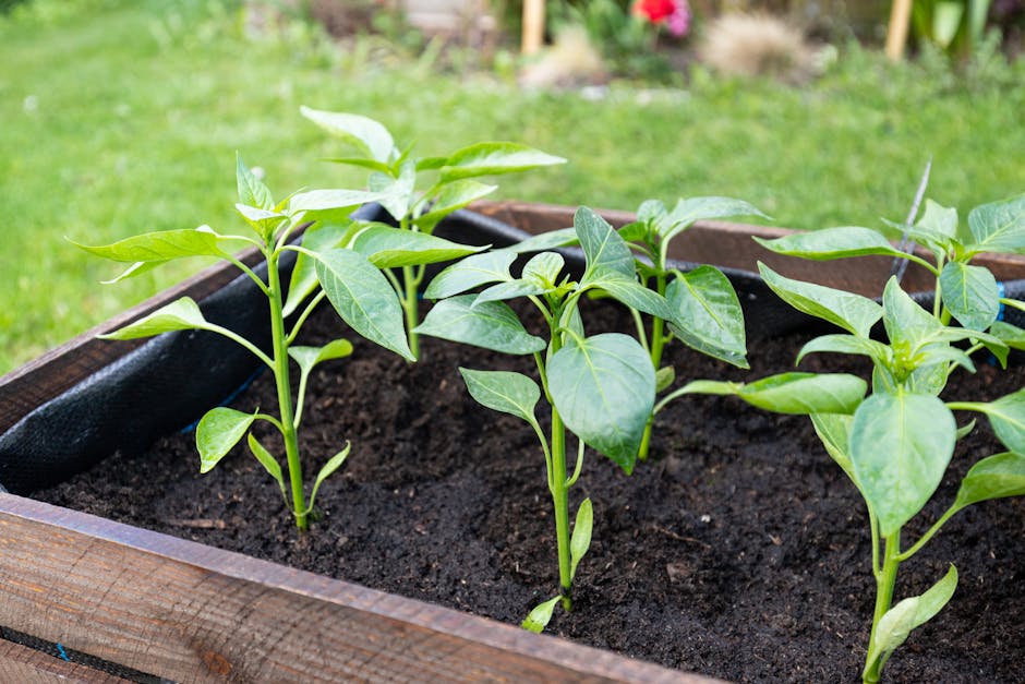 que planter en juillet au potager