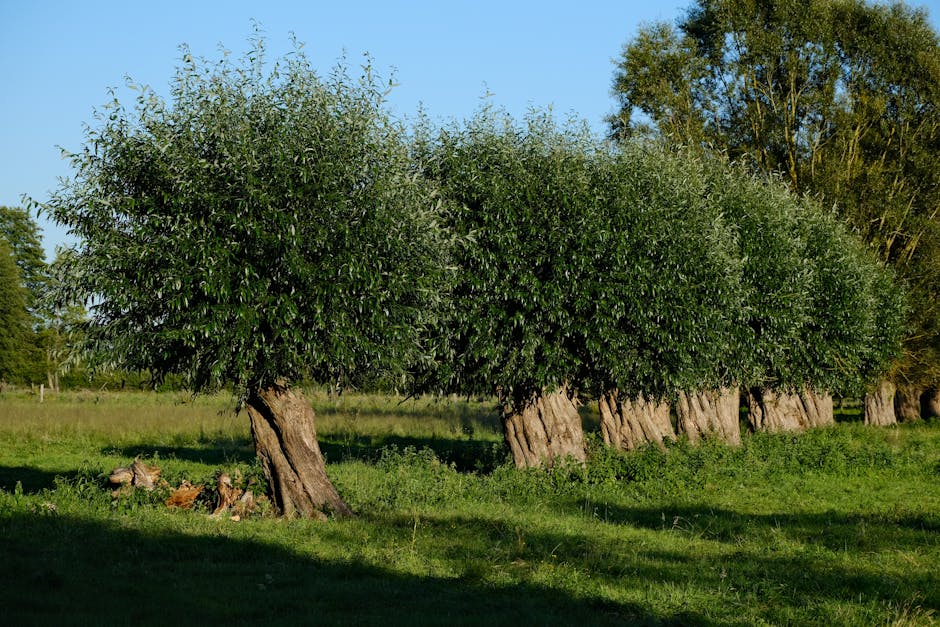 saule à tresser