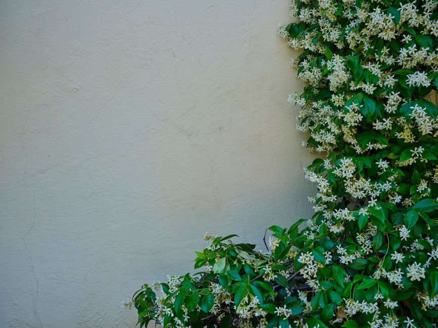 stephanotis plante