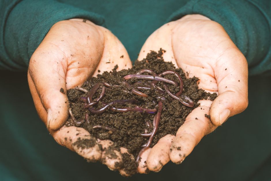 vers de compost