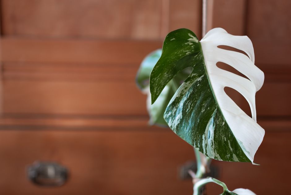 monstera variegata