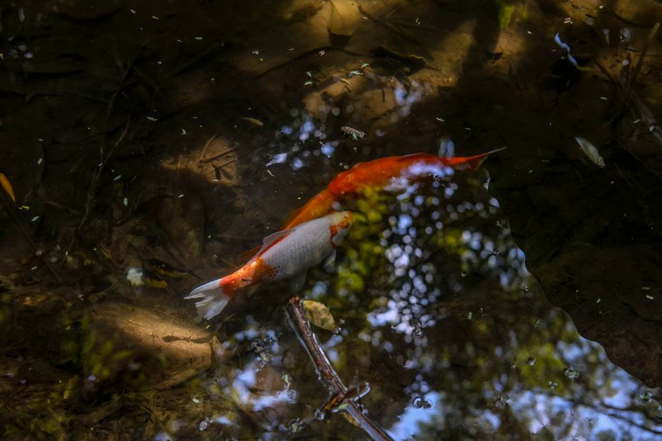prix carpe koi