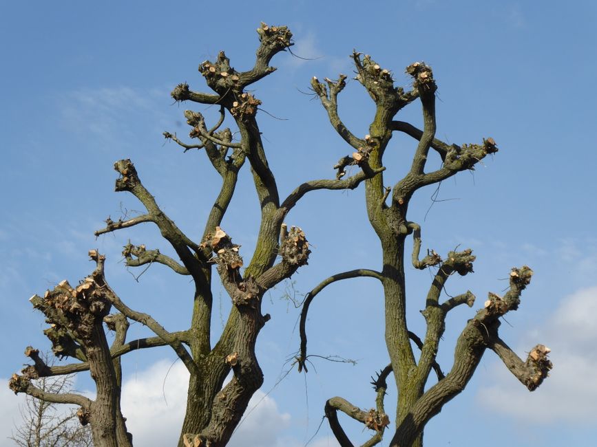 tailler arbre à papillons