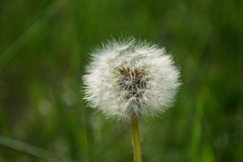 arroche plante
