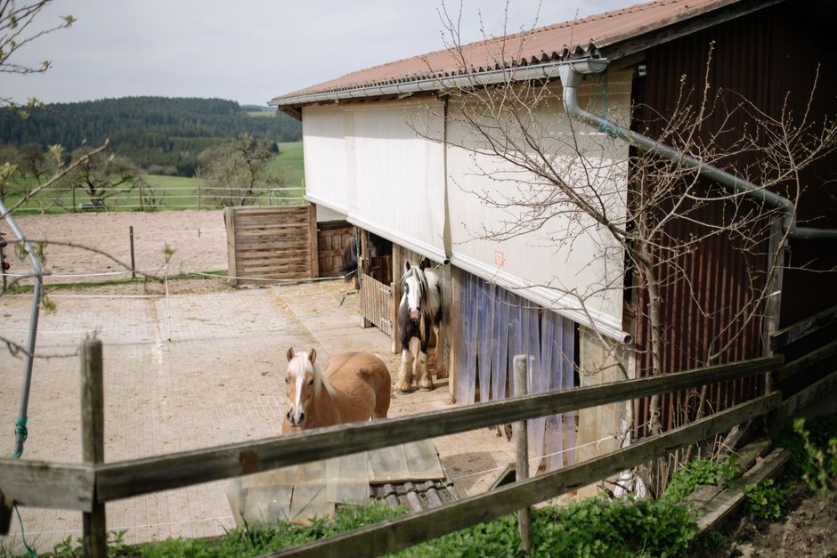 cloture bois chevaux