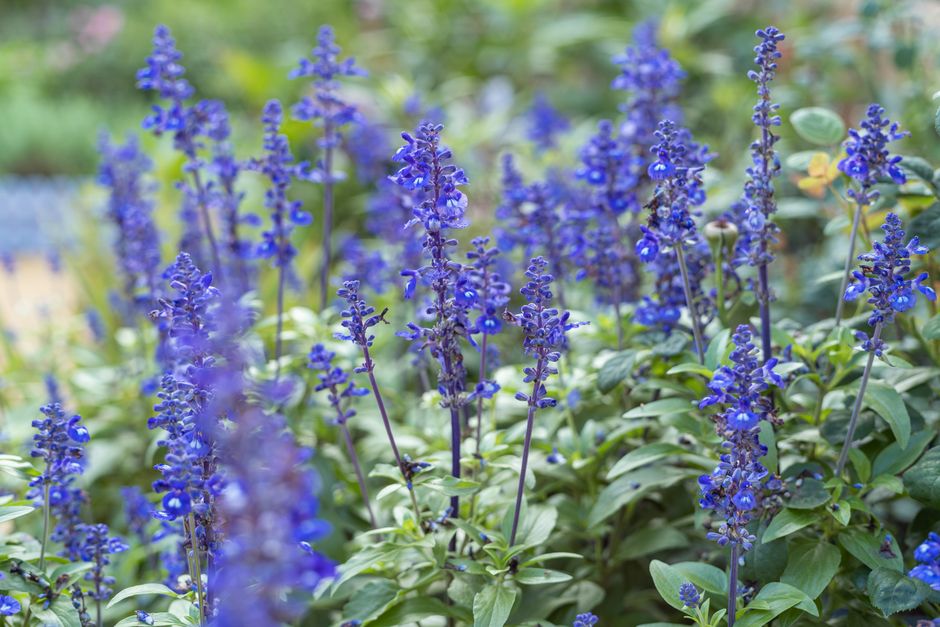 idée aménagement jardin facile