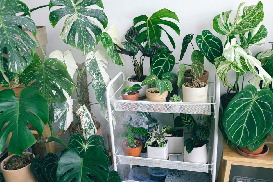 kokedama