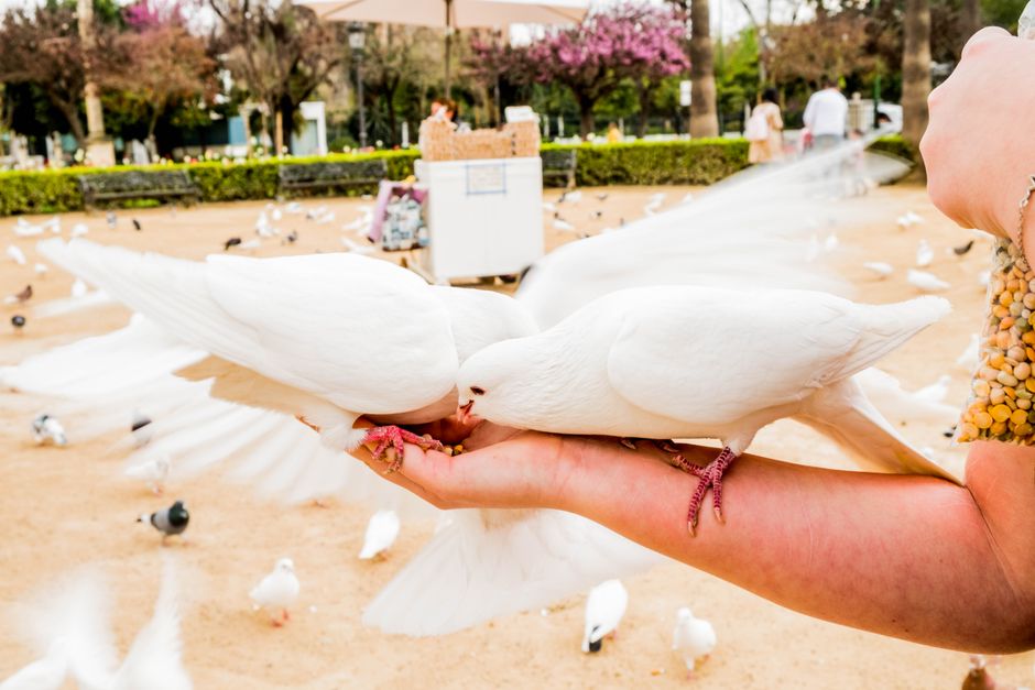 comment éloigner les pigeons