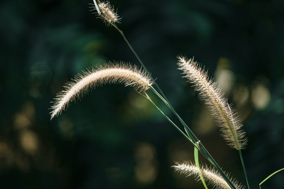 queue de renard mauvaise herbe